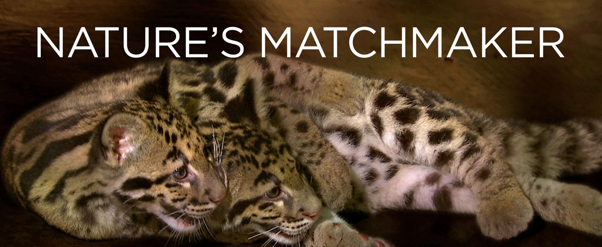 Nature's Matchmaker