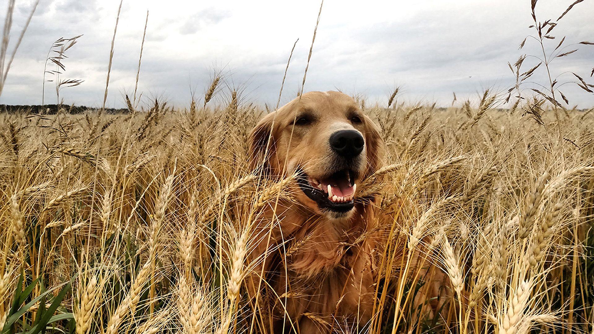 Quatro Vidas de Um Cachorro